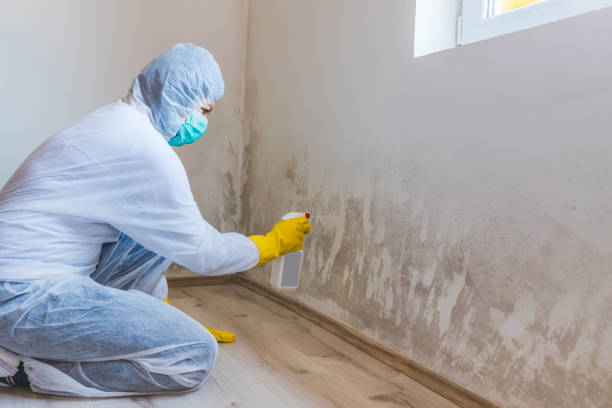Licensed Mold Remediation service in Greenville, KY - WQB Mold Removal